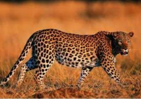 leopard beed