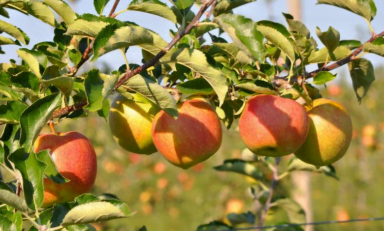 युट्युब वर व्हिडिओ पाहुन शिकलो,बीडमध्ये फुलवली सफरचंदाची बाग; शेतकऱ्याचा प्रयोग यशस्वी