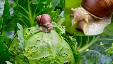 snails eating crops