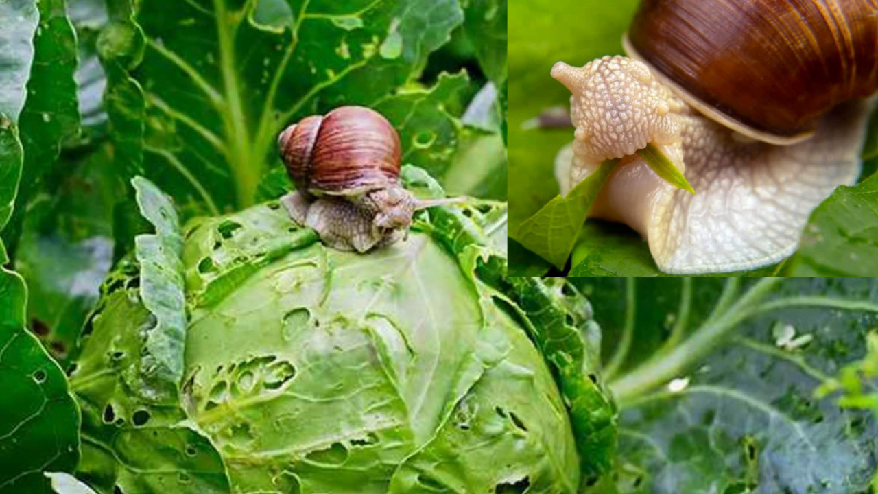 snails eating crops