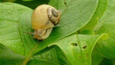 farmers damaged by snails