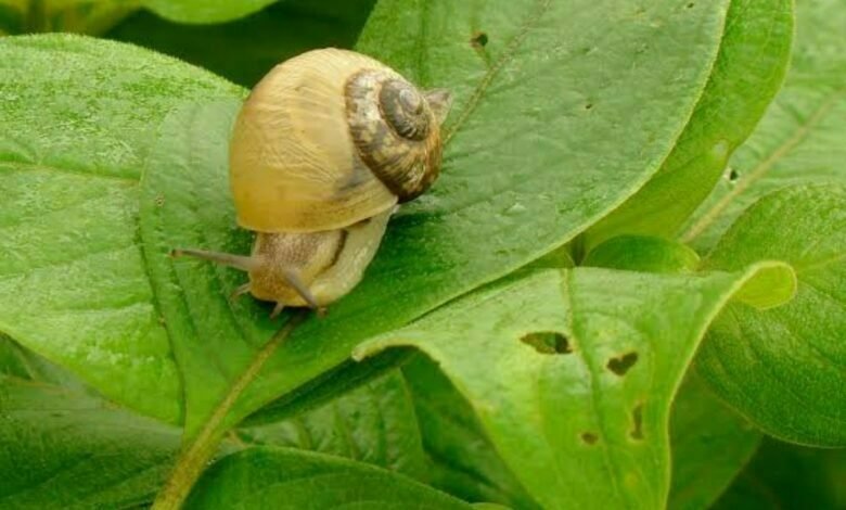 farmers damaged by snails