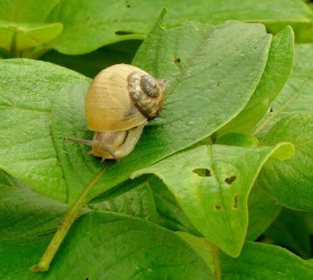 farmers damaged by snails